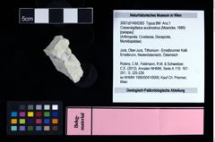 NHMW-GEO-2007z0149-0283_Ol_02.tifCracensigillatus acutirostrus (Moericke, 1889)  (NHMW-GEO-2007z0149-0283)